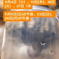 画像252