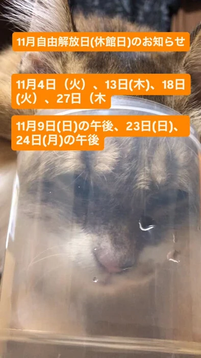 画像252